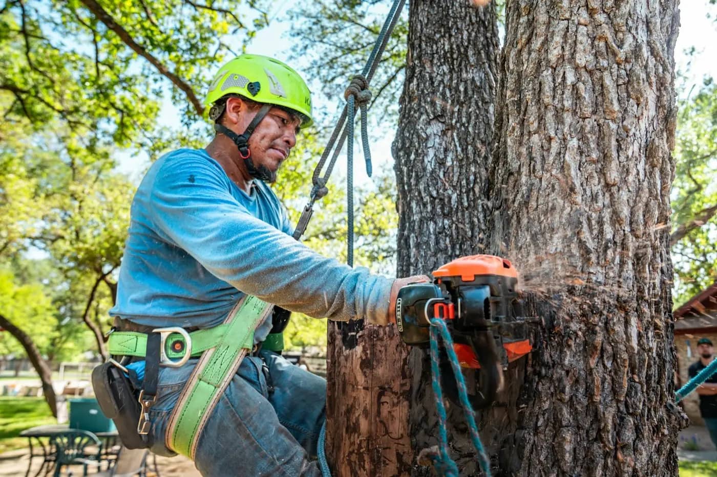 Tree removal crew working on a tree in Billings, Montana
